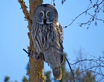 чучела редких птиц хотели вывезти из россии в киргизию