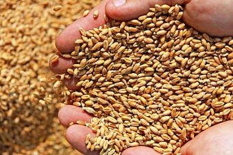 аграрии в казахстане столкнулись с проблемами при закупке семян  перед посевной