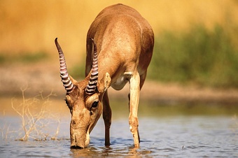 в казахстане начнут отстреливать сайгаков