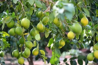 в казахстане хотят выращивать манго и авокадо