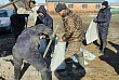 в селе карамырза костанайской области затопило 35 домов и 60 подворий