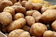 минсельхоз кыргызстана планирует временный запрет на экспорт картофеля