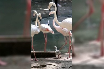 долгожданное пополнение: в зоопарке ташкента на свет появились 3 птенца розовых фламинго (видео)