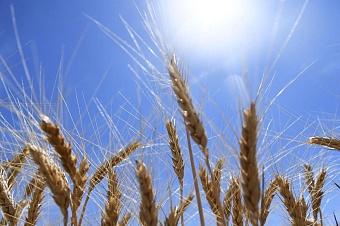 поставки пшеницы из россии в кыргызстан выросли в два раза, а цены снизились