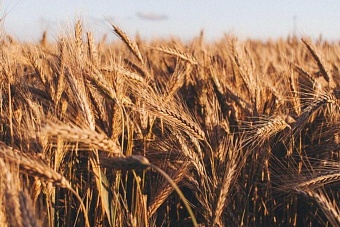 египет хочет покупать зерно из казахстана вместо российского