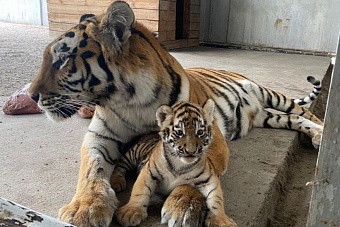 впервые за 15 лет в старейшем зоопарке казахстана на свет появились тигрята (видео)