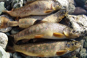 возобновить частично экспорт рыбы в россию планируют в киргизии