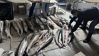 в казахстанском почтовом отделении полицейские обнаружили около 200 кг осетра 