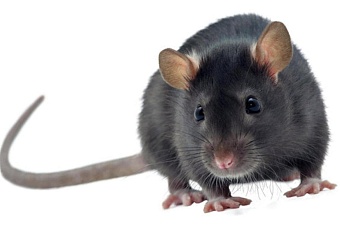 эпидемиологи: астану в ближайшее время могут атаковать мыши и крысы