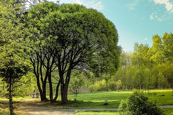 жители казахстанского риддера просят власти не вырубать дендропарк 
