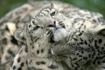 спасти и сохранить: в таджикистане принимают меры для сохранения ирбисов (видео)