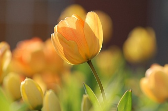 синоптики прогнозируют потепление до 22 градусов в узбекистане 