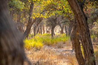 уникальные тугайные леса таджикистана внесли в список всемирного наследия юнеско