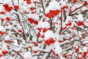 какой будет погода в странах центральной азии в пятницу, 20 декабря 2024