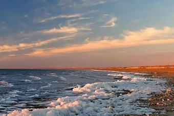 туркменистан расширит посадки деревьев и кустарников для борьбы с последствиями высыхания аральского моря