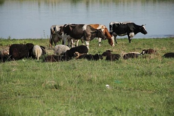 массовый падеж скота начался после приема сомнительных лекарств в казахстане