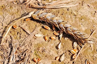 в северо-казахстанской области (ско), половина посеянных ими зерновых сгнила