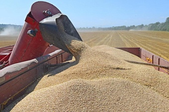 Грозит разорение: в Казахстане предложили запретить ввоз зерна и муки из РФ автотранспортом