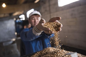 жителей киргизии предупредили о подорожании с 1 января муки