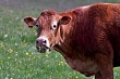россия отменила ограничения на ввоз животноводческой продукции из казахстана
