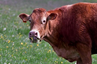 россия отменила ограничения на ввоз животноводческой продукции из казахстана