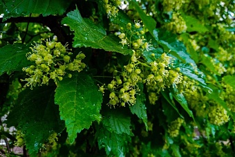 прохлада и дожди придут в казахстан: погода в субботу и воскресенье, 27 и 28 июля 2024