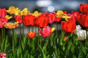 местами дожди, температура поднимется до 31 градуса: погода в странах центральной азии в пятницу, 19 апреля 2024