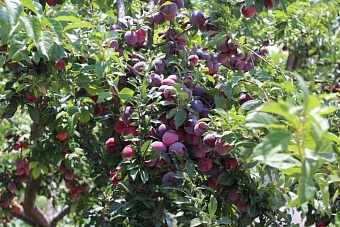 все выше и выше: некоторые продукты в таджикистане подорожали в 2-3 раза