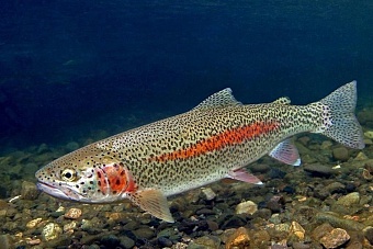 при поддержке рф в кыргызстане открылся завод по производству кормов для форели