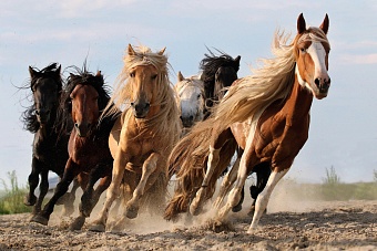 казахстанские полицейские вернули владельцу более 20 сбежавших лошадей