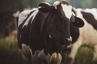 минсельхоз кыргызстана реализует программу льготного кредитования животноводов под 3% годовых