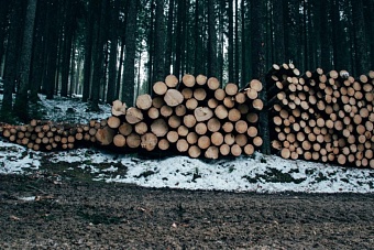 в казахстане продлят запрет на вывоз лесоматериалов