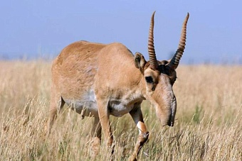 вредные сайгаки: в казахстане не планируют продлевать мораторий на отстрел