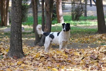 в казахстане разработали новые правила отлова бездомных животных