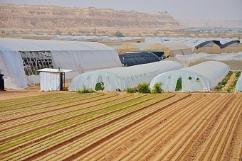 лес, бумага, картофель: губернатор архангельской области и премьер-министр узбекистана подписали соглашение о сотрудничестве