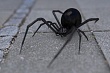 нашествие каракуртов: ядовитые пауки вновь атаковали казахстан