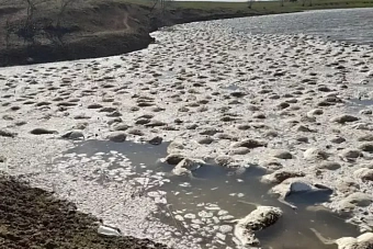 странная массовая гибель: сотни сайгаков утонули в западном казахстане