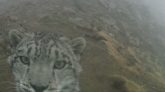 барс в законе: кыргызстан удвоил популяцию снежных барсов и победил браконьеров