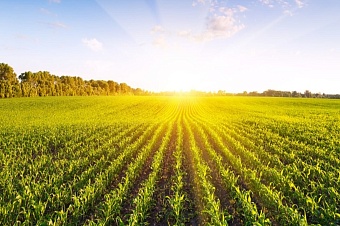 узбекистан учредит академию сельскохозяйственных наук для координации отрасли