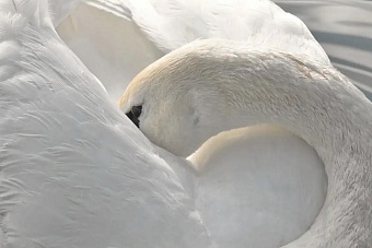 на озере караколь в казахстане нашли 828 погибших лебедей