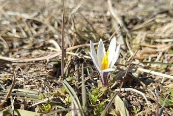 в туркестанской области казахстана расцвели первые подснежники
