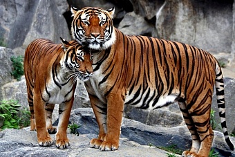 в казахстан привезут двух тигров, которые не бояться суровых морозов