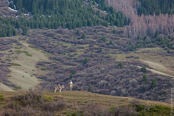 погода, в странах центральной азии, 16 августа 2023 года: в алма-ате +24, в бишкеке +27