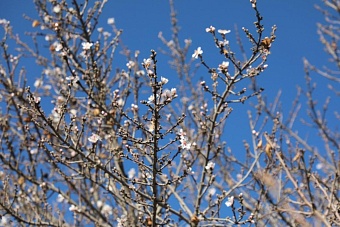 вместо зимы весна: в кыргызстане зацвел миндаль (видео)