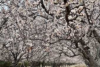 опасность схода лавин сохраняется: погода в странах центральной азии в среду, 27 марта 2024