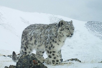 Как Кыргызстан и Республика Алтай сохраняют снежного барса и зачем в СНГ нужны экологические «безграничные» коридоры