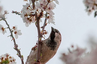 долгожданное тепло придет в казахстан из узбекистана: погода во вторник, 7 мая 2024
