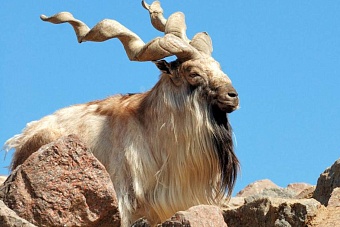 погода, в странах центральной азии, 8 июля 2023 года: в астане +31, в душанбе +34