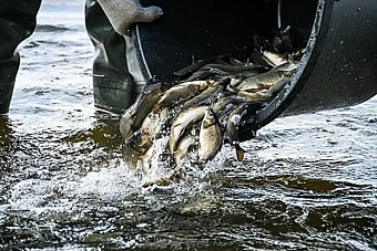 в городские водоемы ташкента запустили сазана и белого амура для очистки