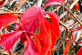 тепло и без осадков в узбекистане и кыргызстане: погода в субботу и воскресенье, 2 и 3 ноября 2024
